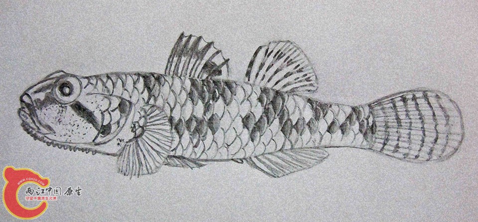 Eugnathogobius siamensis.jpg