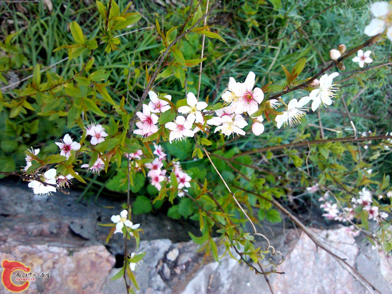 IMG_20140402_164109_副本.jpg
