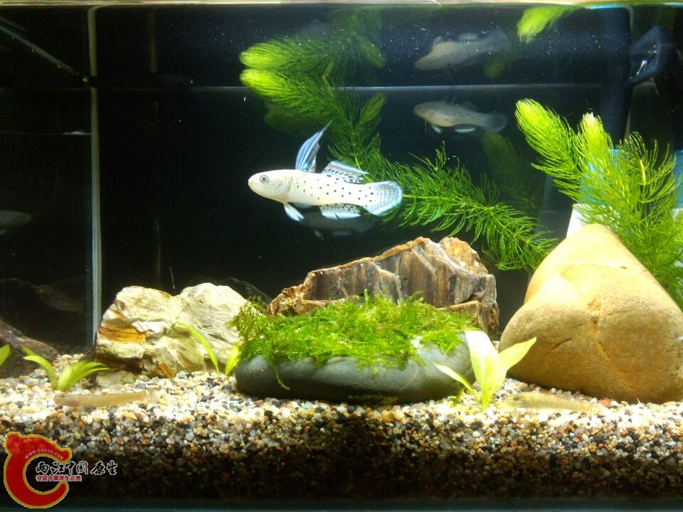 澳洲花骑士虾虎