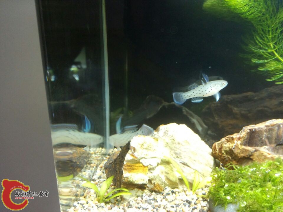 澳洲花骑士虾虎