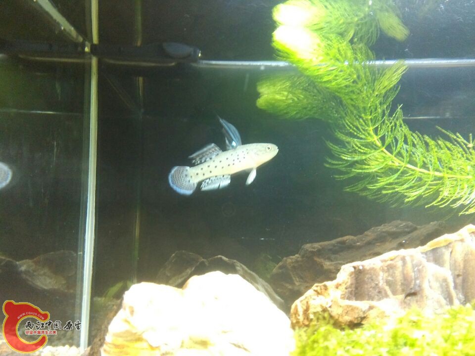 澳洲花骑士虾虎