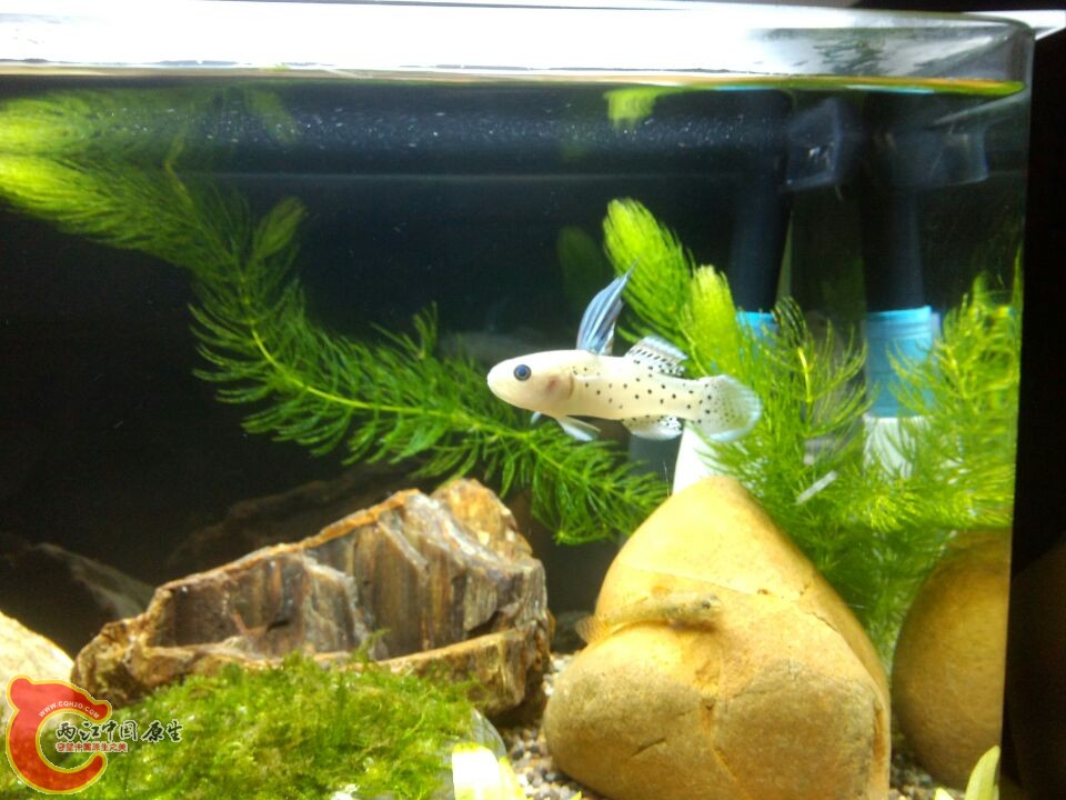 澳洲花骑士虾虎