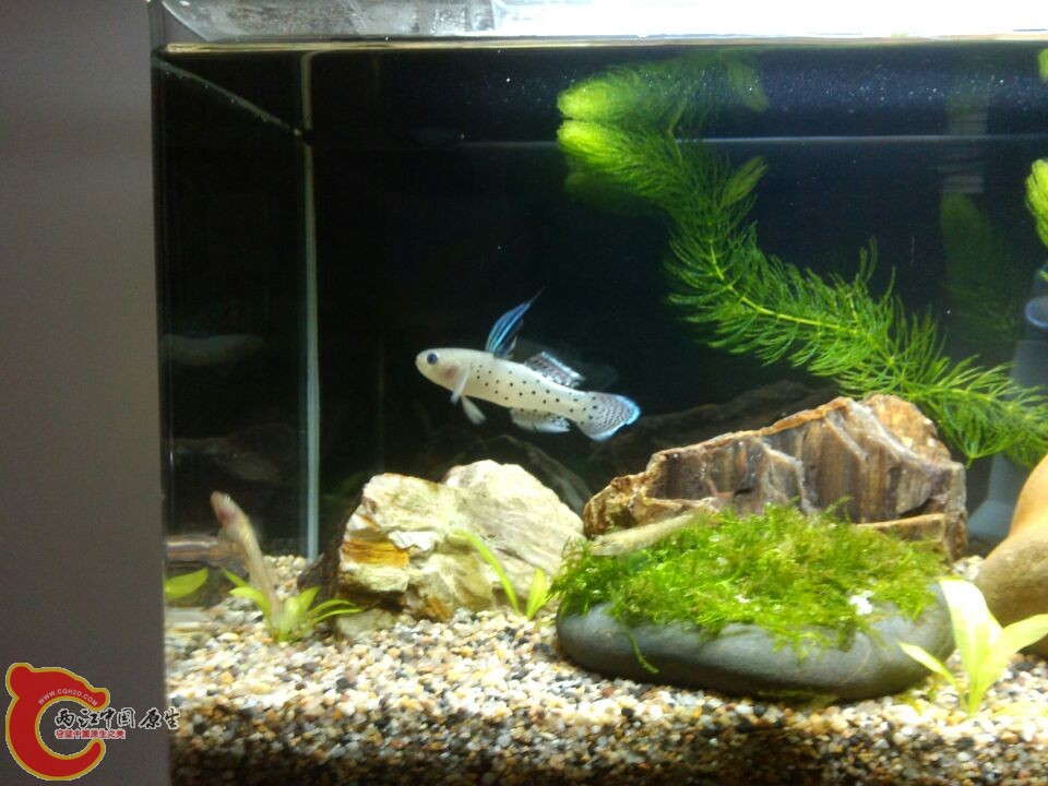 澳洲花骑士虾虎