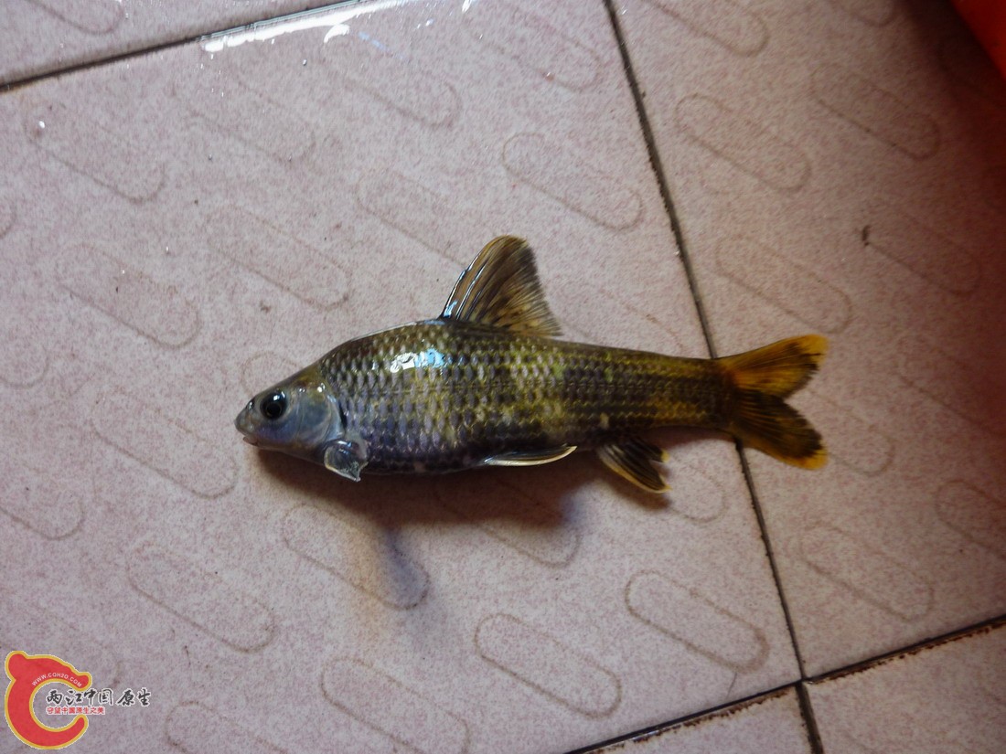 P1050245-1.JPG