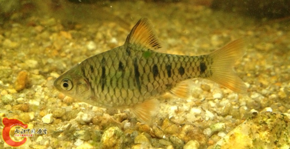 顺便发个发色的小巴