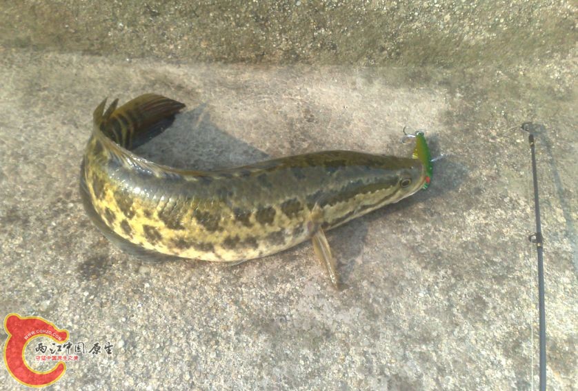 GT~QZ]1DZO%9PT}YW(3OI1X_1.jpg