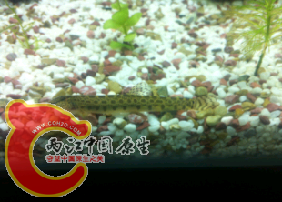 大斑花鳅