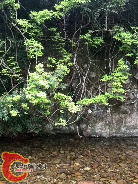 天然的水陆缸真是太美了