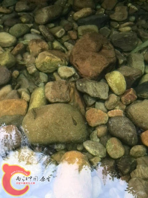 原生态的吸鳅，看得见抓不到，养过吸鳅，很可爱，多想抓几只回去啊...