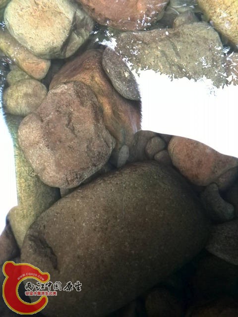 发现只超大吸鳅，露出一个头，吓我一跳，按头的比例估算有13CM以上，有这么大吸鳅吗？