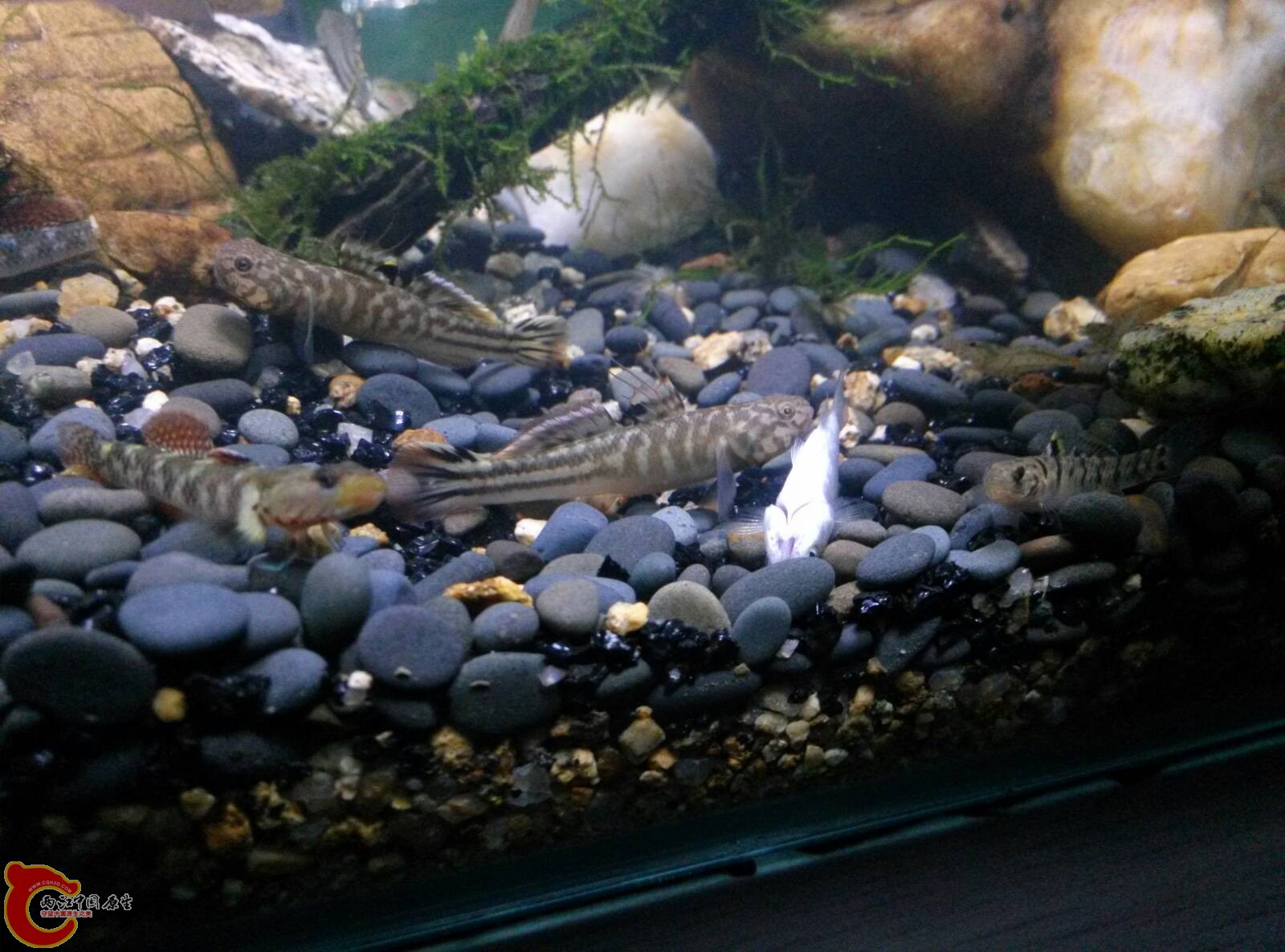 请忽略被虾虎干翻的鱼...