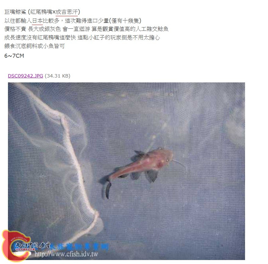 巨嘴鲸鲨.jpg