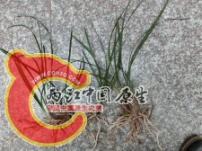 意外收获之二——兰花，没有花苞，不知道能不能开出九头。