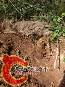 极品春笋——黄泥公