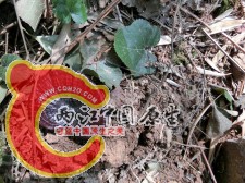 瑞草——灵芝