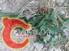 意外收获合影