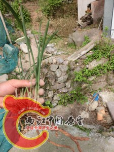 下山草兰