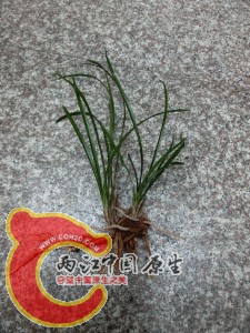 下山草兰
