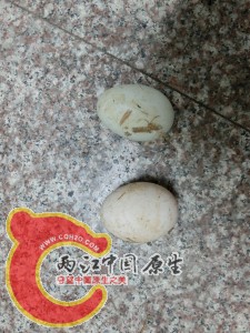 意外收获之三——野鸭蛋