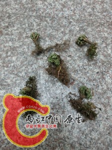 意外收获之四——九死还魂草