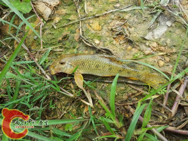 疑似吸鳅_调整大小.jpg