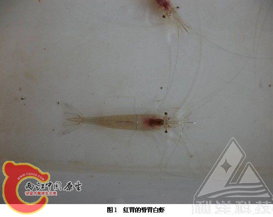 脊尾白虾4.jpg