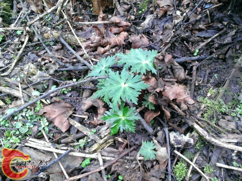 峨眉某草