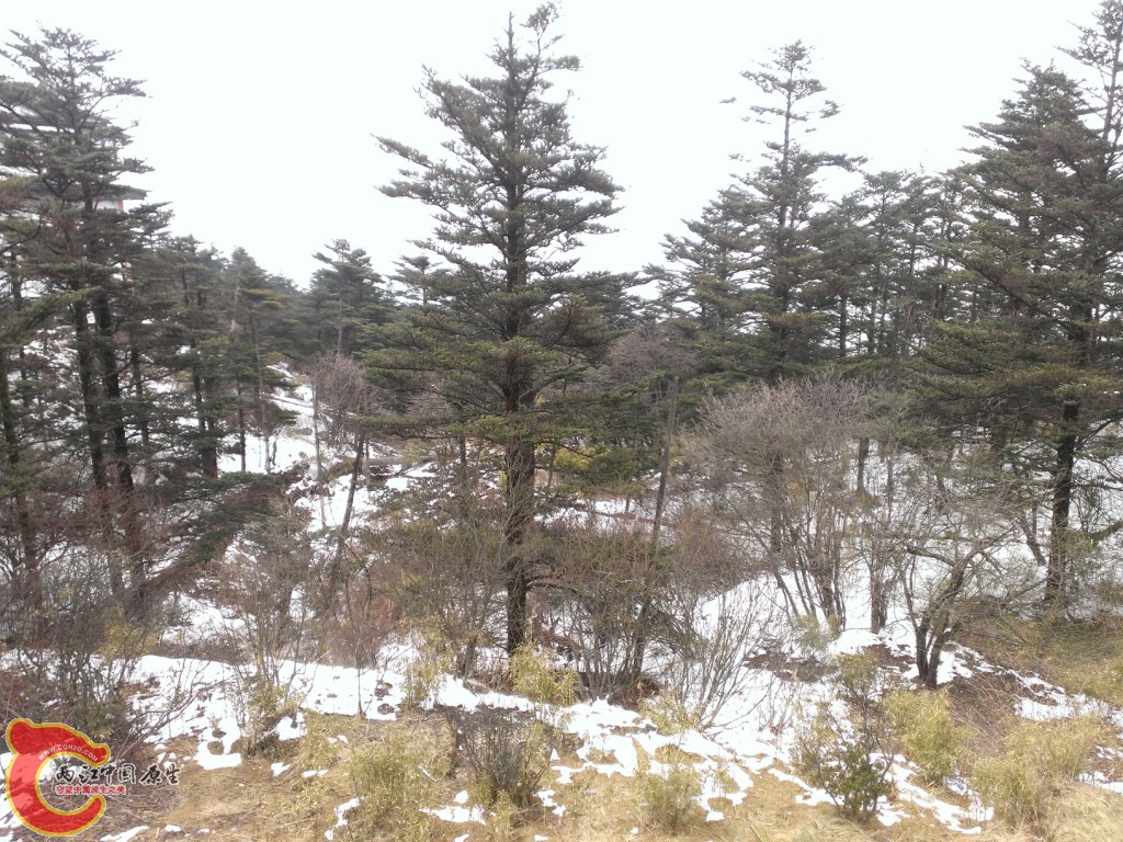 雪