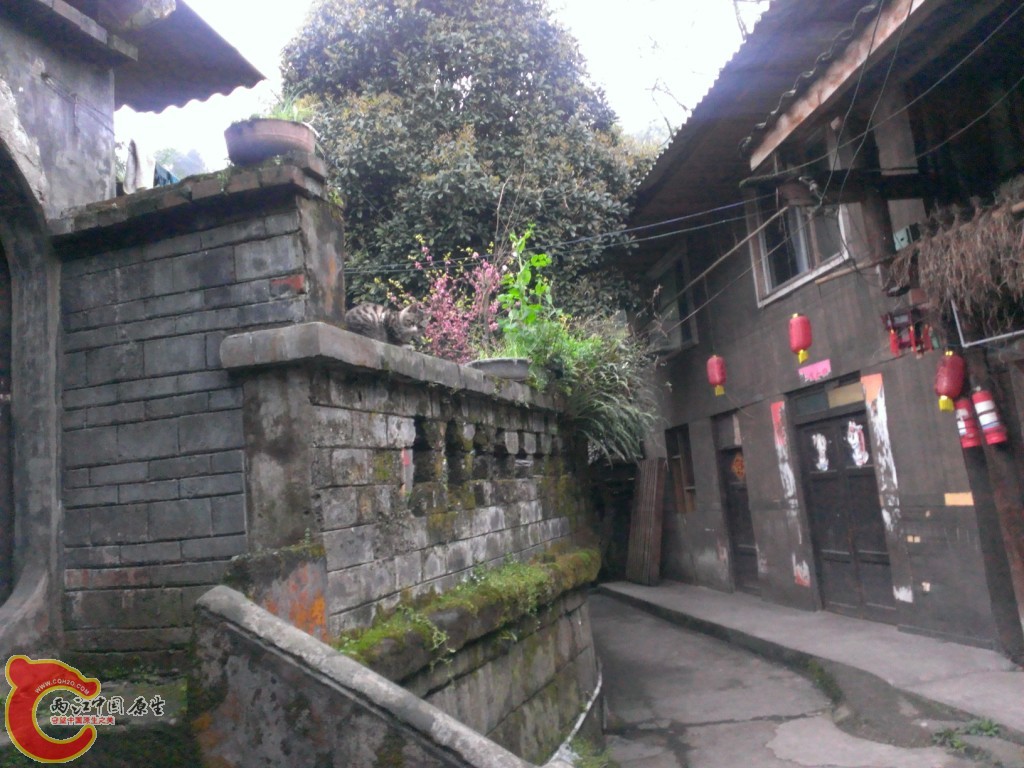 石韦2