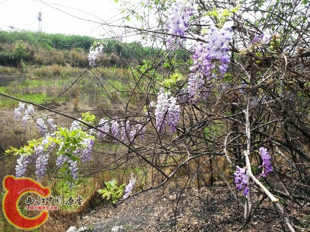 某花