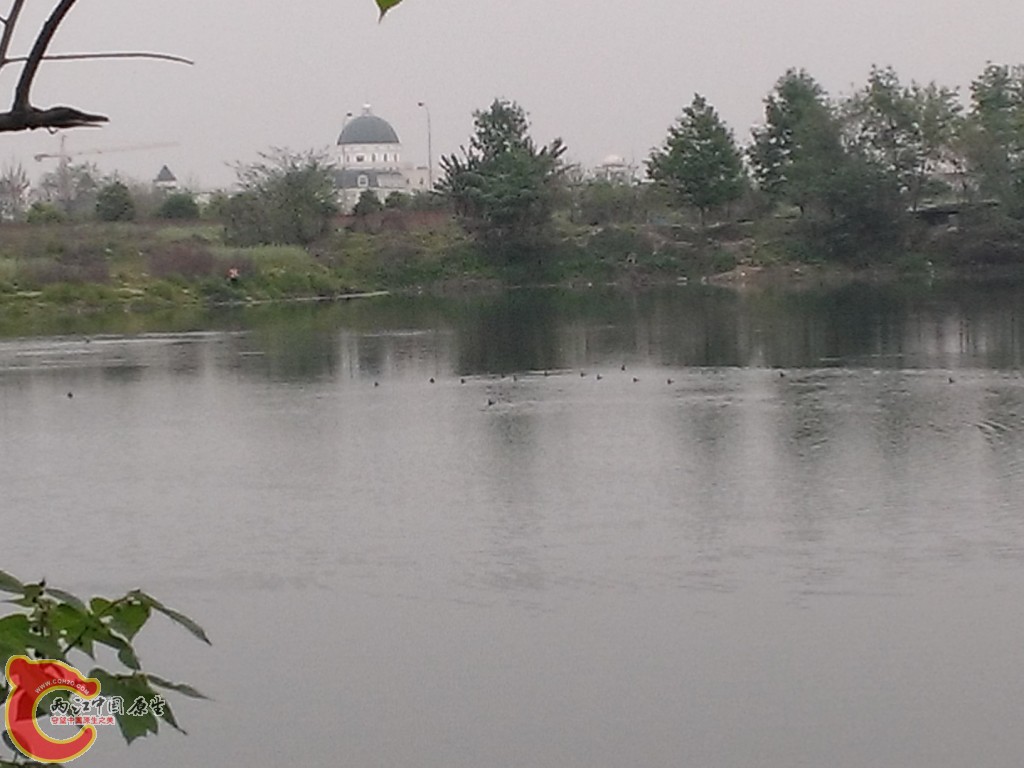 野鸭