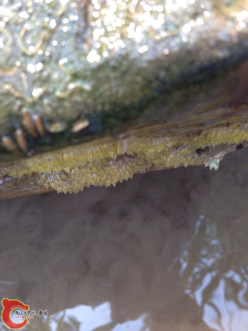 好多卵，看完以后放回原处了