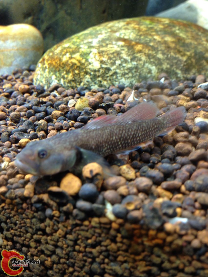 抓回来的川2号````