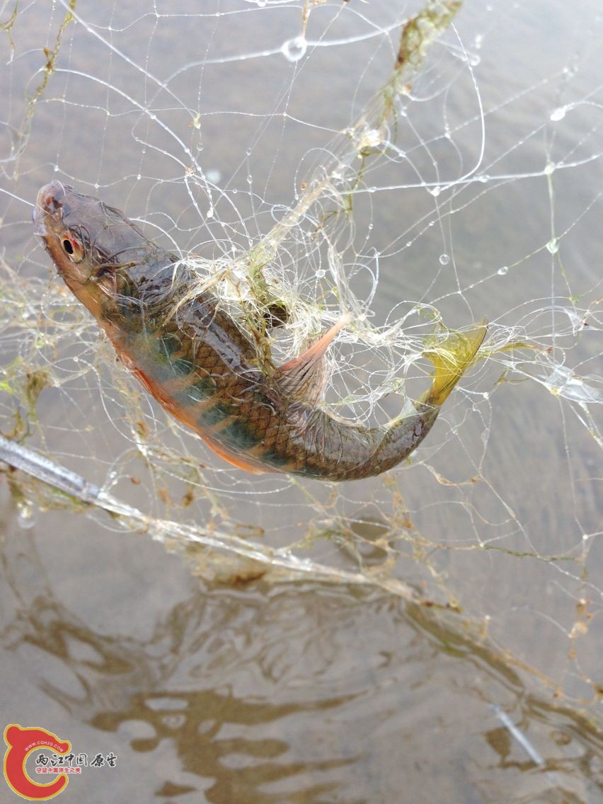 鱼民抓的桃花