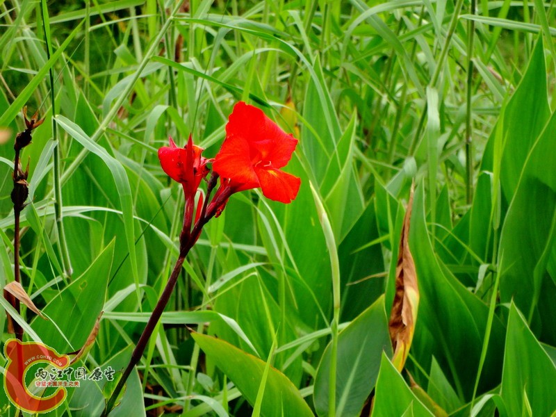 DSC00124.jpg