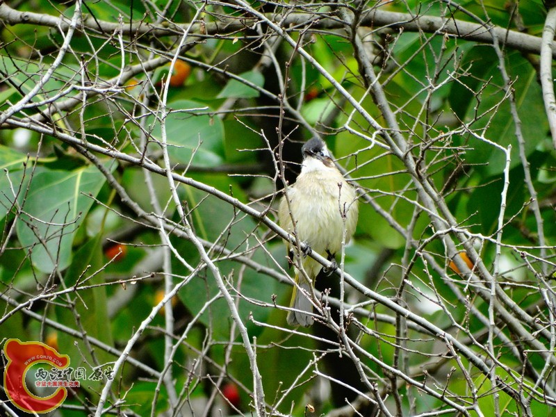 DSC00120.jpg