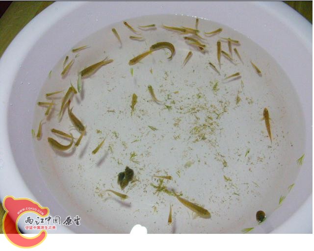 被赶出来的小个子们.JPG