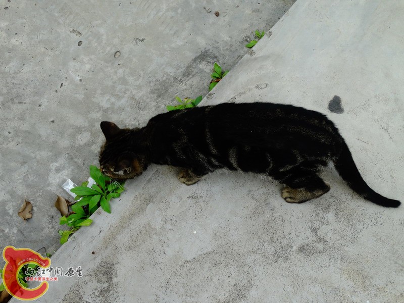 DSC00132.jpg