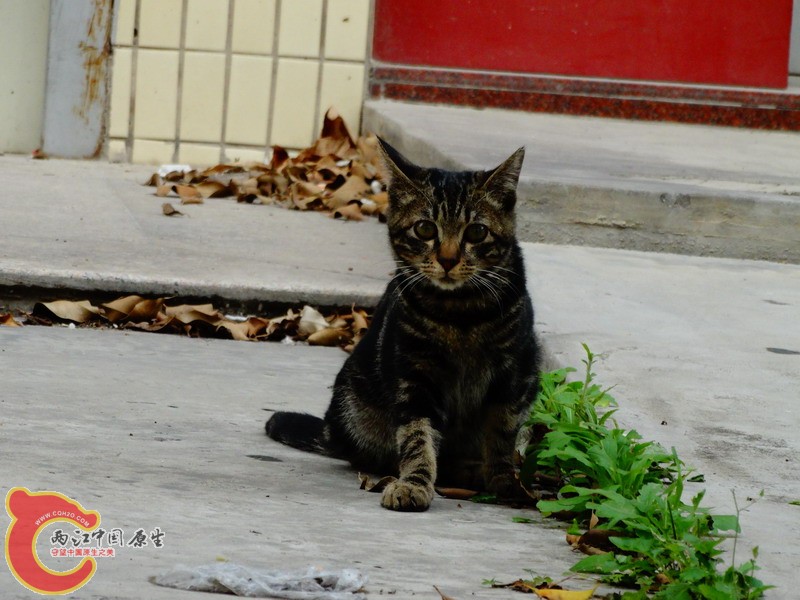 DSC00130.jpg