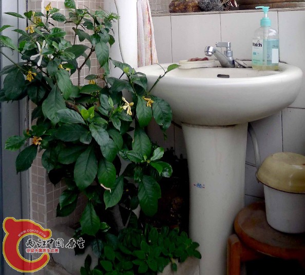 黄栀子.jpg