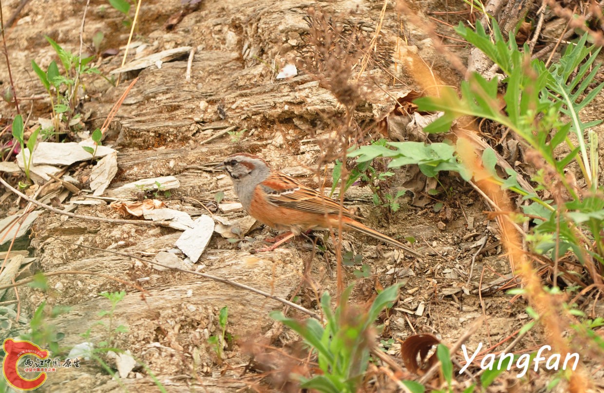 DSC_00251.jpg