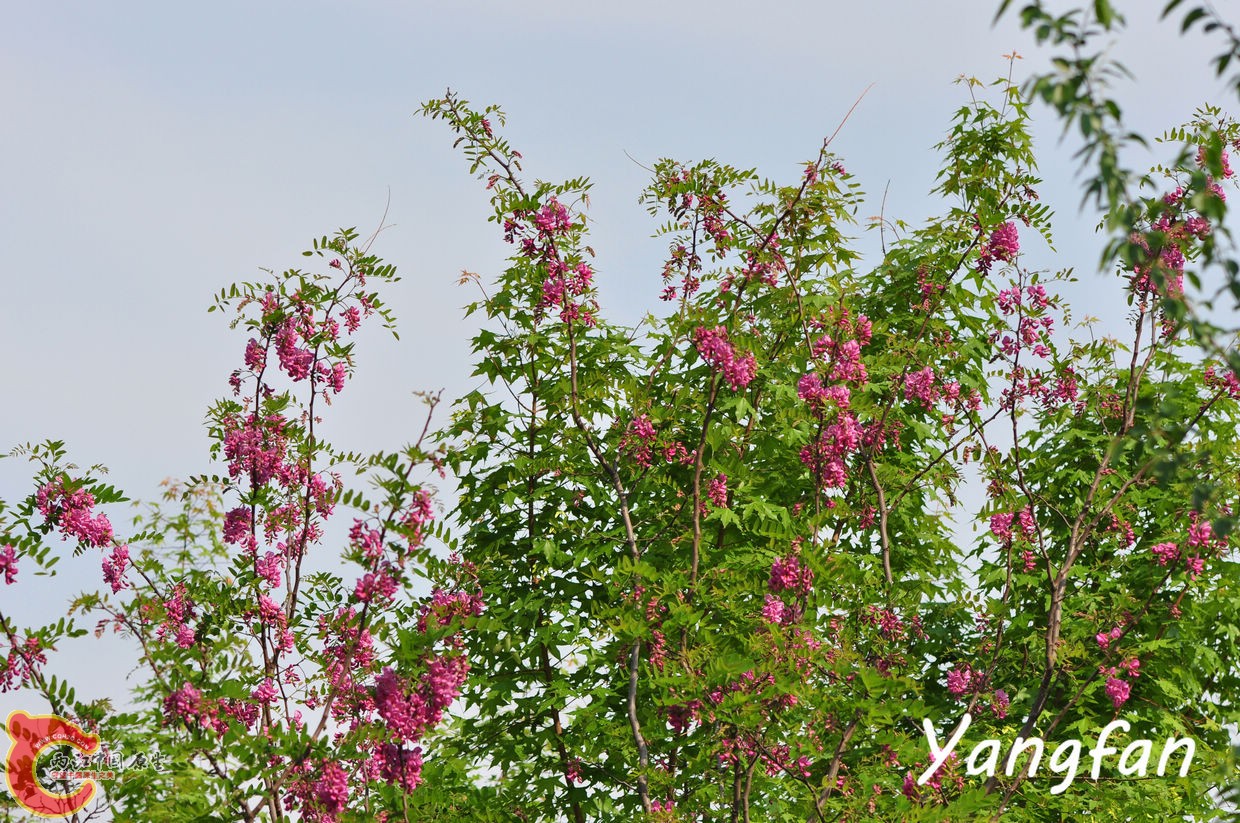 DSC_0116.jpg