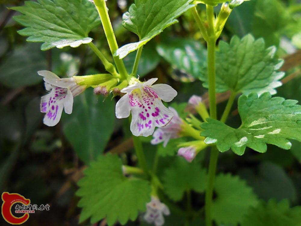 DSCN1784.JPG