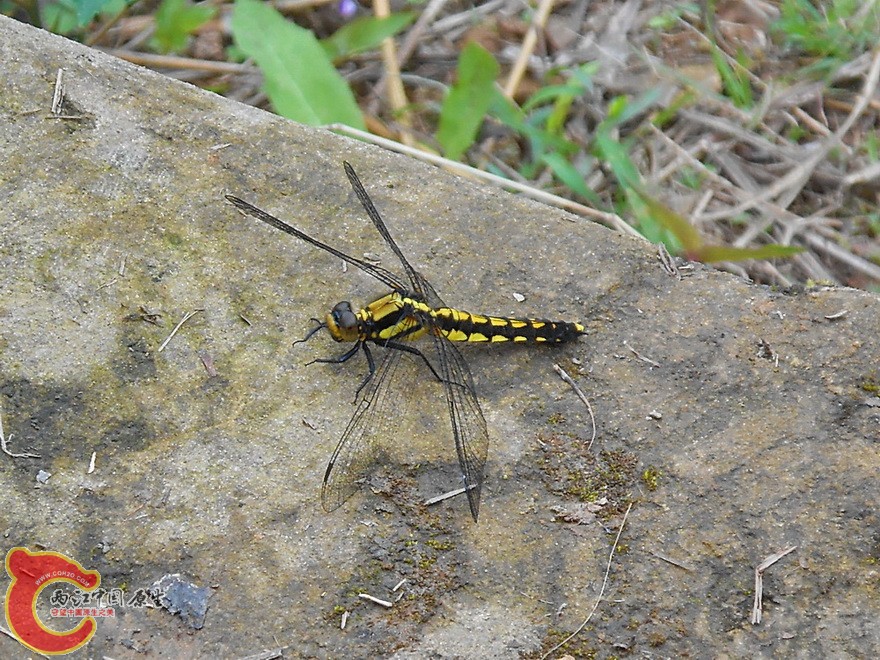 DSCN1751.JPG