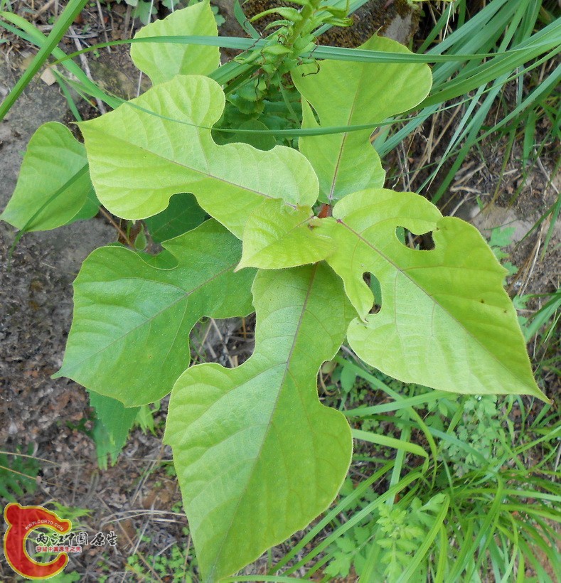 DSCN1743.JPG