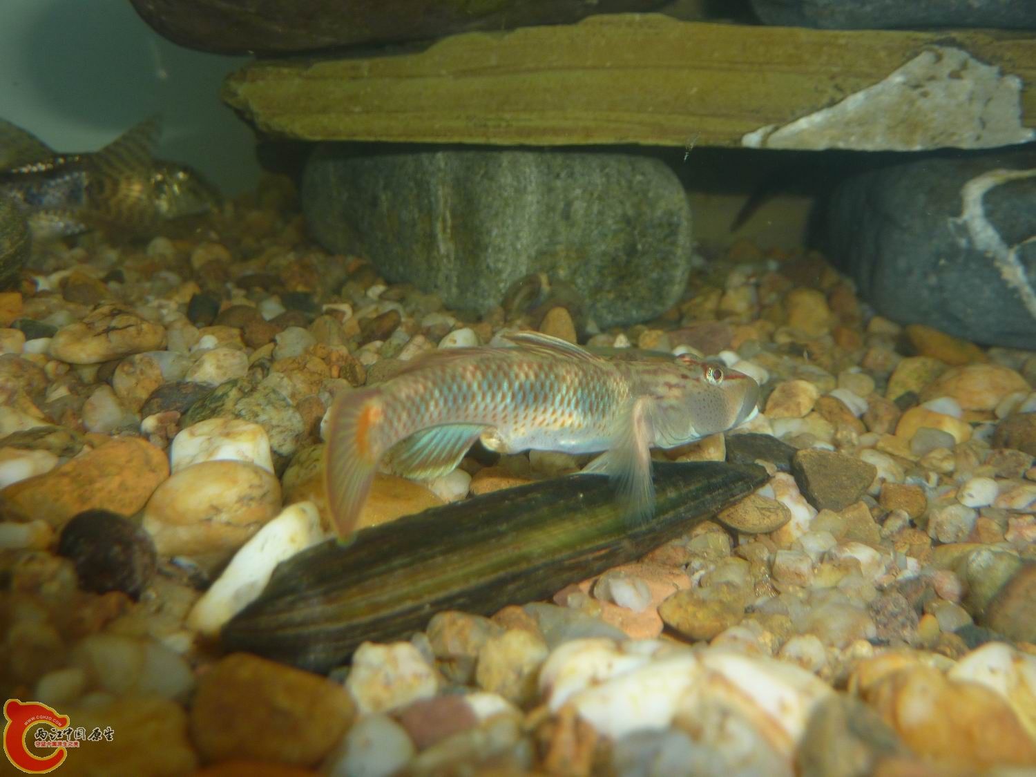 比去年长大不少