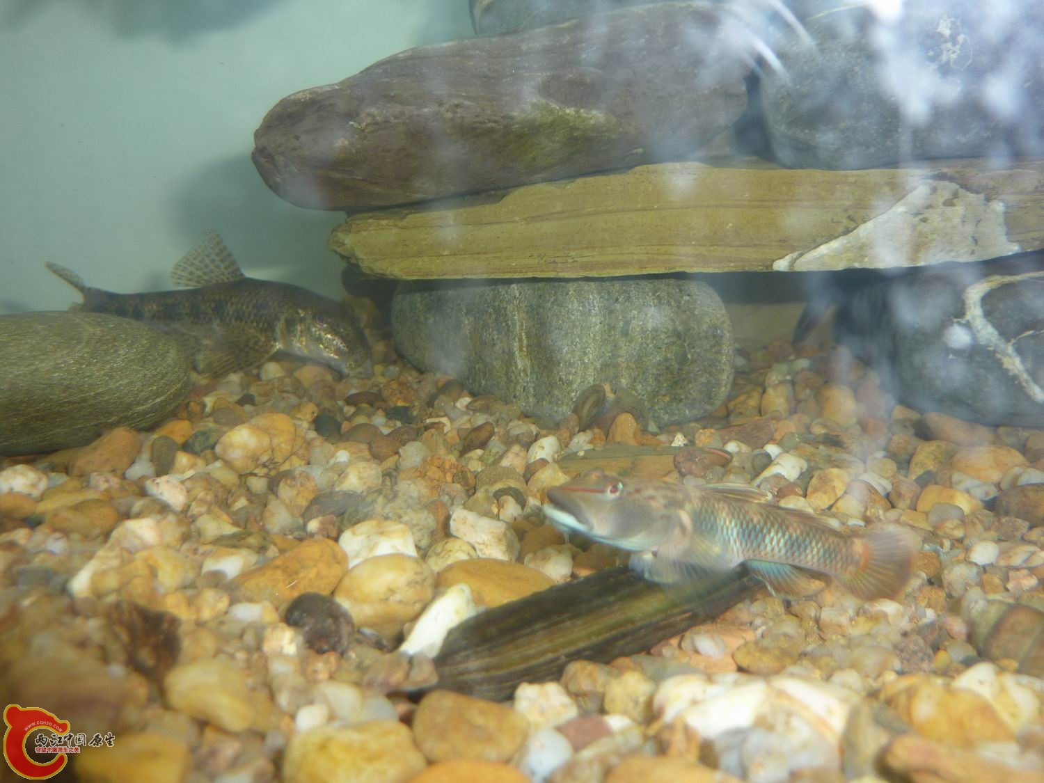 比去年长大不少