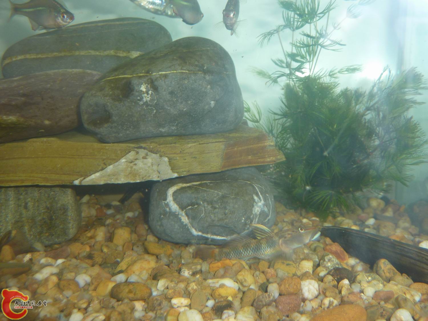 比去年长大不少