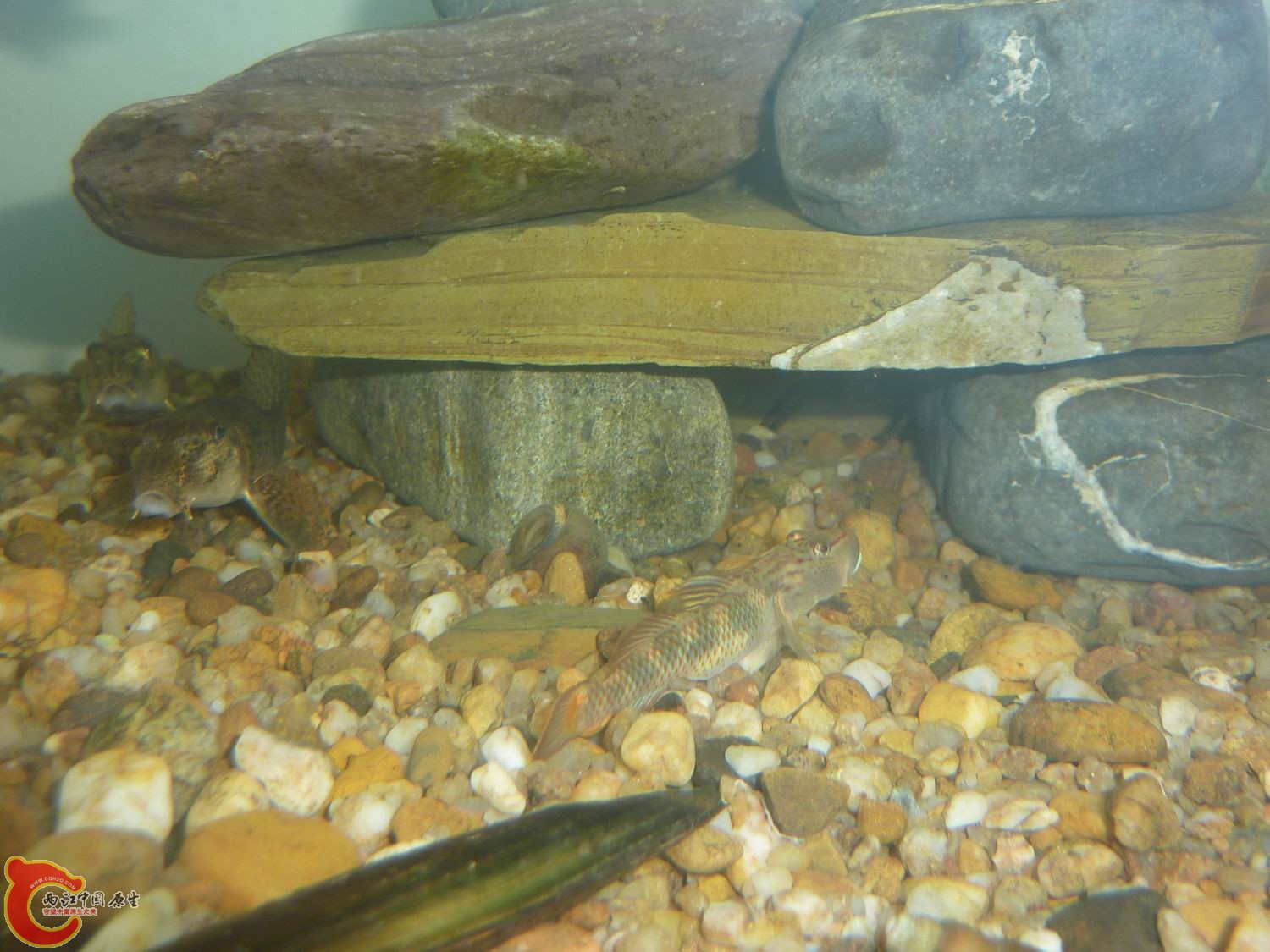 比去年长大不少