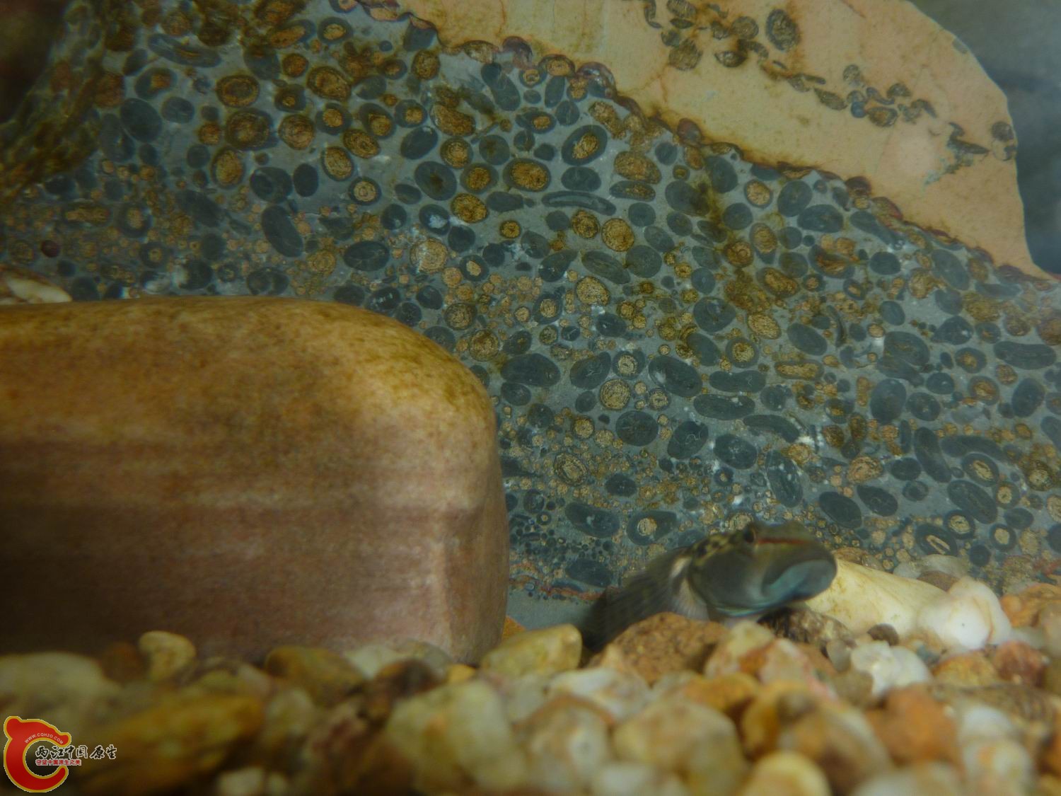 比去年长大不少